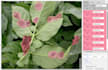 do image annotation, polygon segmentation, and bounding box