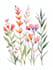 create watercolour botanical illustrations