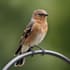 paint any bird you like, wild bird, pets
