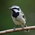 draw any bird species for you
