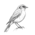 draw any bird species for you
