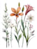 design vector botanical illustrations of flowers