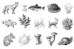 draw scientific animals, plants or encyclopedia book illustrations
