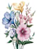 illustrate best botanical illustration