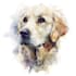 draw a watercolor pet portrait