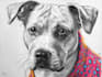 draw amazing line art for your pet