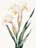 illustrate best botanical illustration