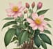 illustrate best botanical illustration