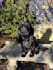 create ugc content dog outdoors ad