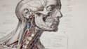 l draw exercise, medical and anatomy illustrations