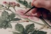 illustrate best botanical illustration