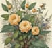 illustrate best botanical illustration