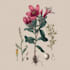 illustrate best botanical illustration