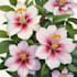 draw a botanical illustration