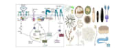 design custom scientific illustrations, figures, and graphical abstracts