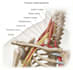 do 3d anatomy figures, scietific and medical  illustration