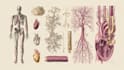 draw anatomy and medical vector illustration