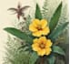 illustrate best botanical illustration