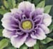 draw a botanical illustration