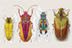 do colour insects illustration