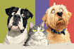 draw your dog cat or any pet into cartoon