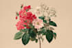 draw animal and botanical illustrations