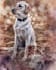 paint your pet with amazing background