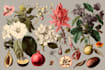 paint excellent fantastic botanical fruit art