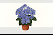 draw botanical illustrations of flowers and plants