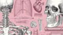 do medical, human anatomy and scientific illustrations