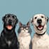 draw your pet portrait into cute disney style