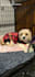 make cute and converting pet ugc content