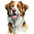 make pet portrait, dog portrait, cat portrait