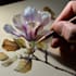 draw a botanical illustration