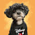 draw custom pet portrait, digital pet, pet drawing