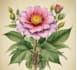 draw a botanical illustration