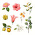 design best botanical illustration