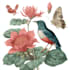 illustrate unique botanical illustrations
