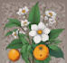 design botanical illustration art for you