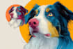 draw your pet into a very amazing vector pop art