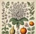 draw botanical illustrations in vintage herbarium style