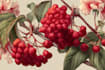 illustrate best botanical illustration