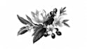 design boho chic drawn botanical logo