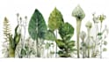 illustrate best botanical illustration