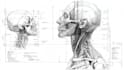 make medical and scientific illustrations