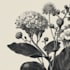 illustrate best botanical illustration
