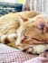 create pet ugc content for cats and dogs