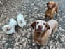 create pet ugc content for cats and dogs