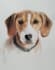 create hyper realistic animal portraits