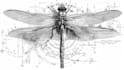 do medical and scientific illustrations